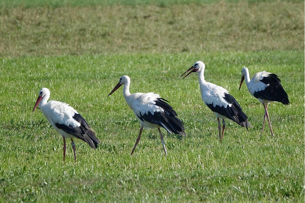 Kommunen sind der zentrale Schl&uuml;ssel bei der Rettung der biologischen Vielfalt